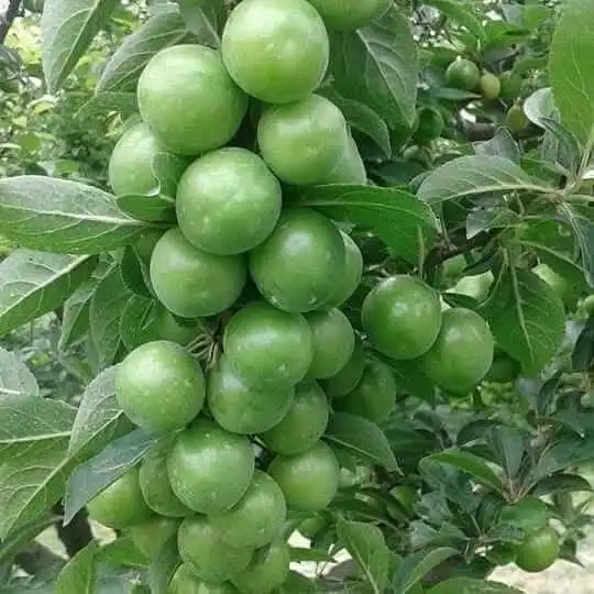 AĞUSTOS PAPAZI ERİK FİDANI
